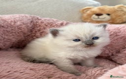 Ragdoll cats for sale: Stunning Bluepoint Ragdoll Kittens for sale - Image 13