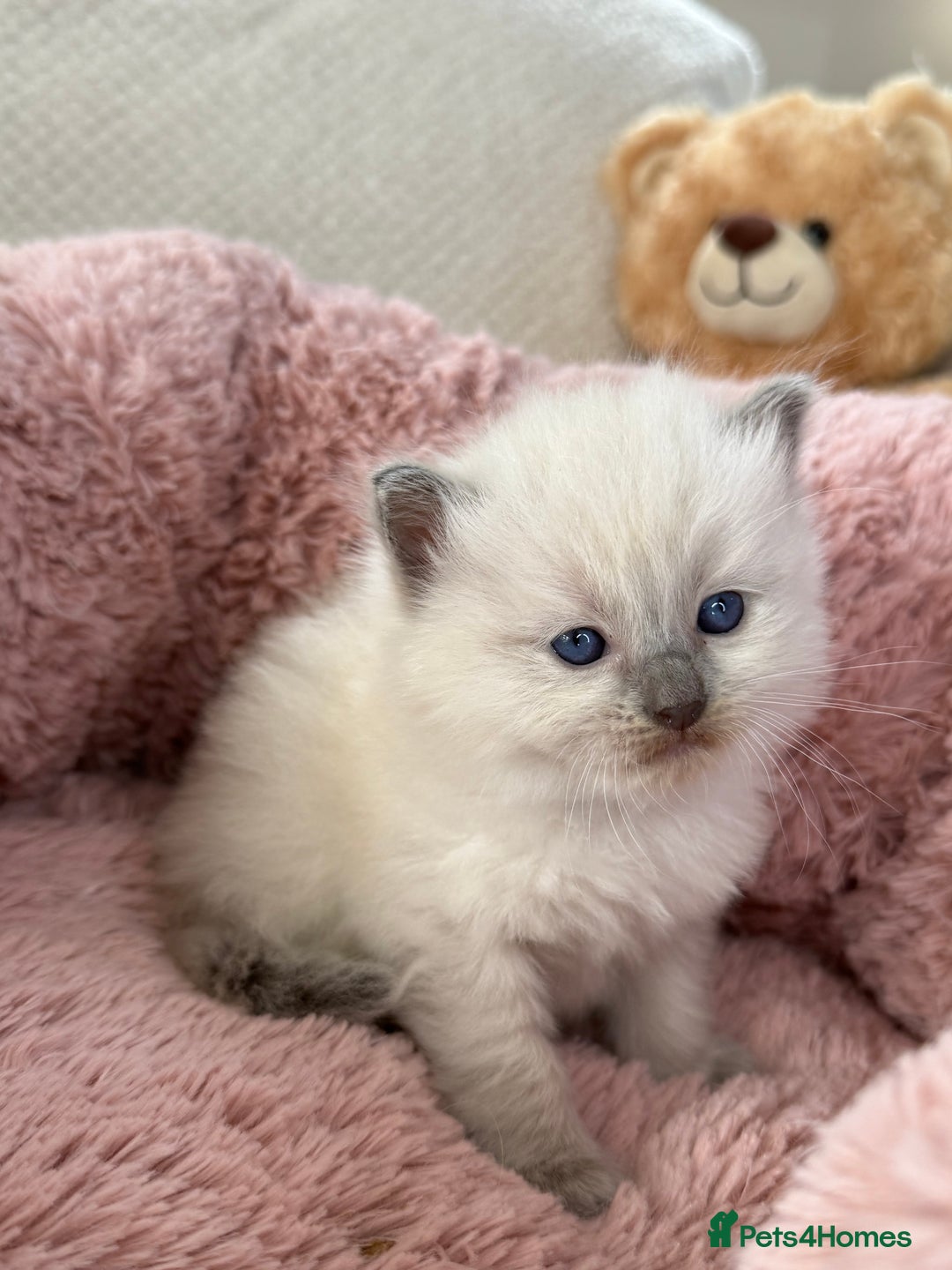 Ragdoll cats for sale: Stunning Bluepoint Ragdoll Kittens for sale - Image 13