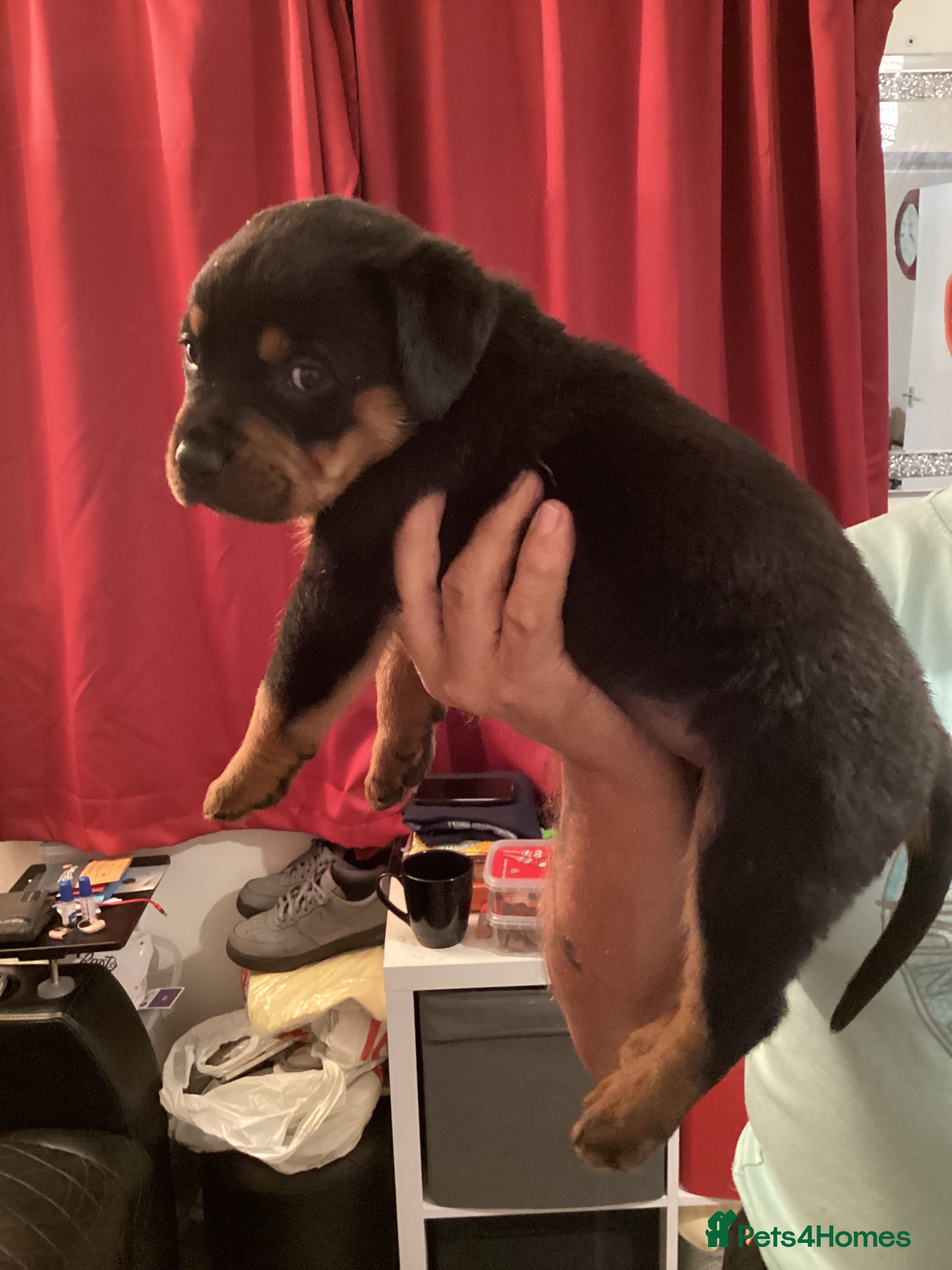 Rottweiler dogs Absolutely stunning Rottweiler puppies  - Advert 2