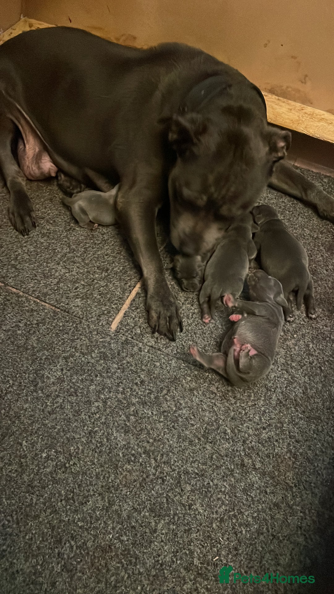 Staffordshire Bull Terrier dogs for sale: Blue Staffies - Image 11