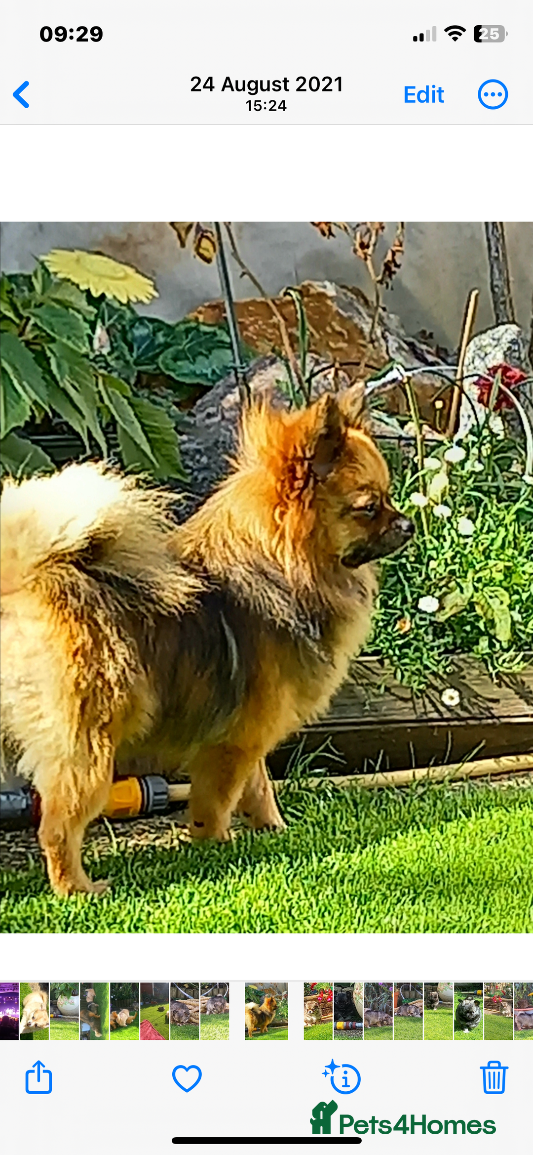 Pomeranian dogs for sale: Pom puppy for sale  - Image 2