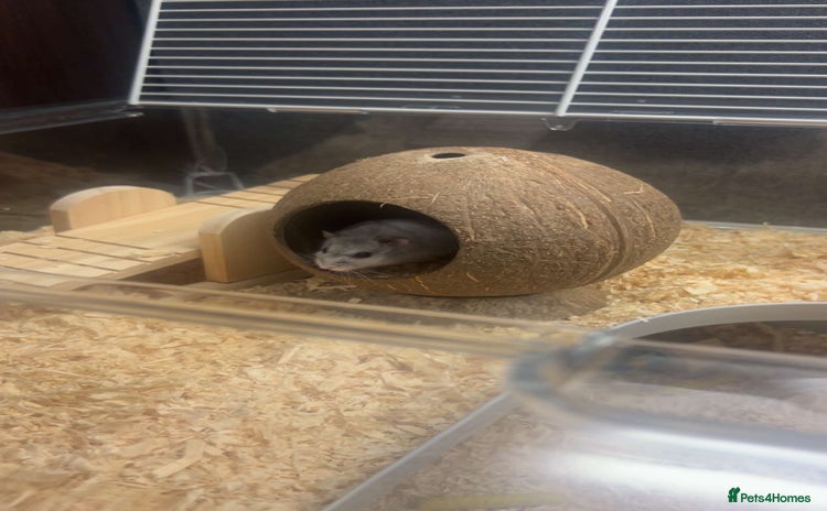 Hamster rodents - Advert 1