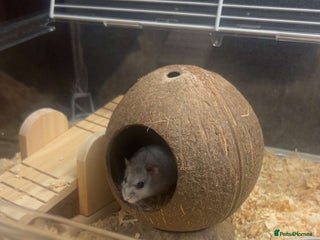 Hamster rodents - Advert 14