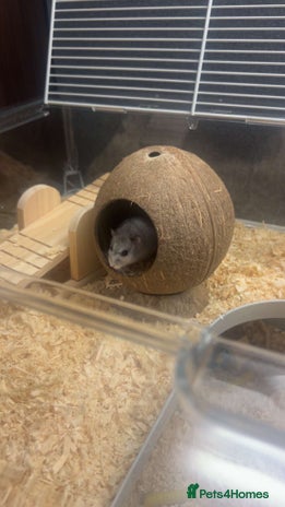 Hamster rodents - Advert 1