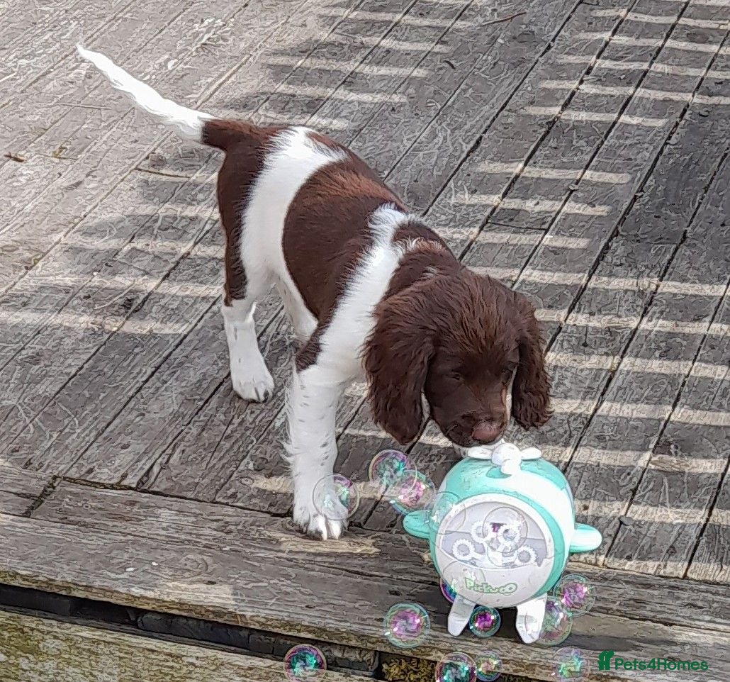 English Springer Spaniel dogs Gorgeous English Springer Spaniels Puppies - Advert 1