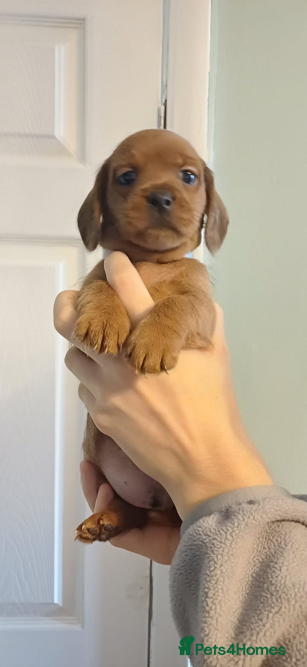 Mixed Breed dogs for sale: Beautiful schweenie babies - Image 7