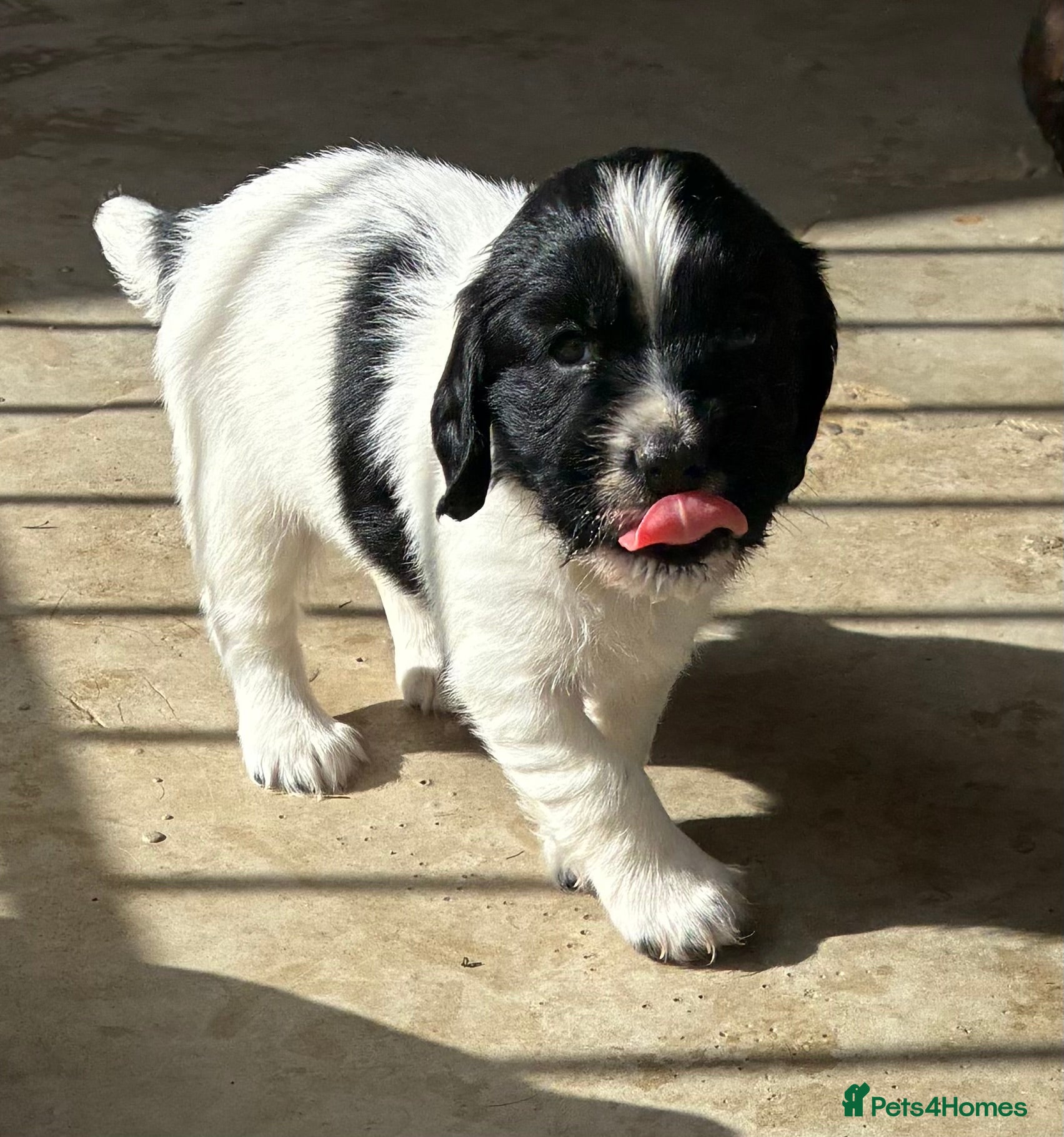 Sprocker dogs F1 Health Tested Sprocker Puppies - Advert 1