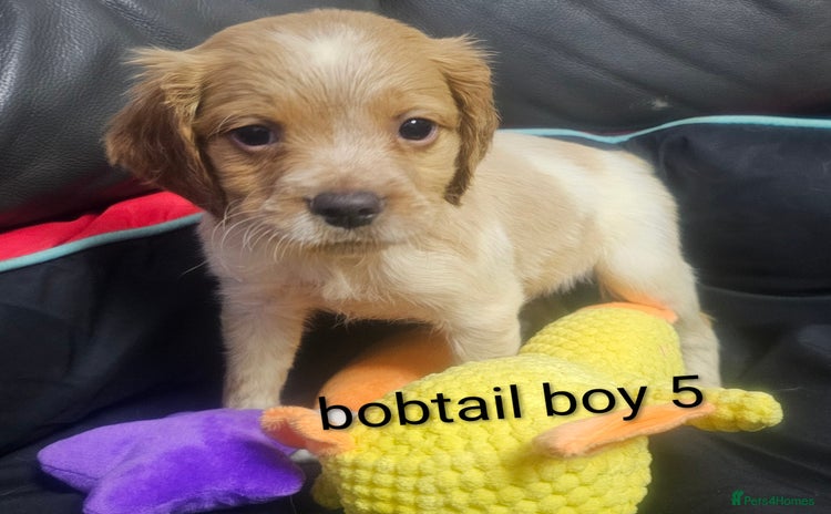 Brittany Spaniel dogs - Advert 1