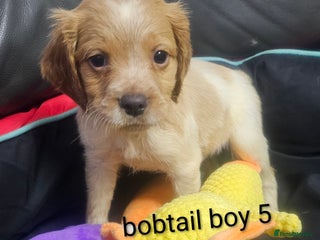 Brittany Spaniel dogs - Advert 1