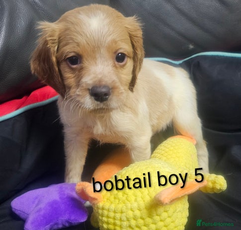 Brittany Spaniel dogs - Advert 1