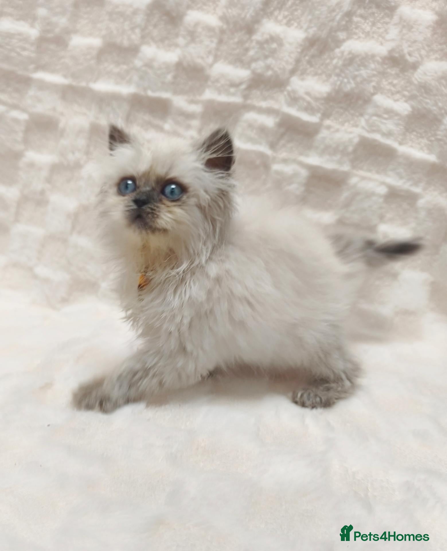 British Shorthair cats British shorthair and British longhair - Advert 2