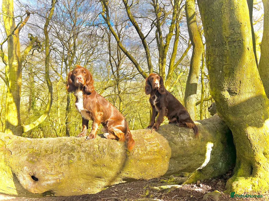 Sprocker dogs for stud: Health tested sprocker for stud in Shrewsbury - Advert 16