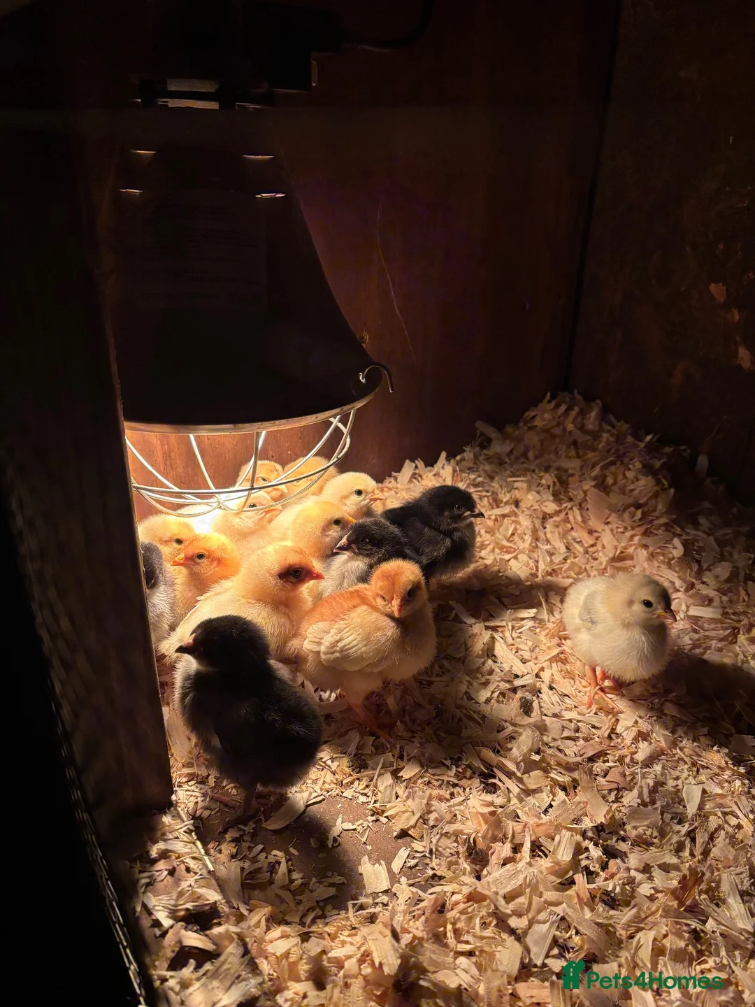 Mixed Breed birds for sale: Barley Top Poultry  in Burnley - Advert 2