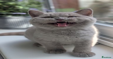 British Shorthair cats - Advert 12