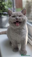 British Shorthair cats - Advert 16