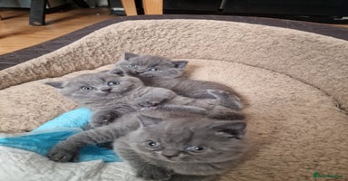 British Shorthair cats British shorthair kitties for sale - Advert 4