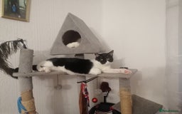 British Shorthair cats for sale: White and black female and male cats - Image 30