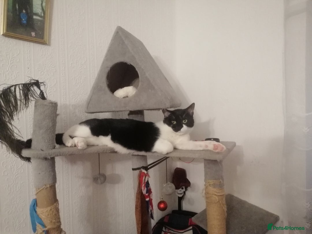 British Shorthair cats for sale: White and black female and male cats - Image 30
