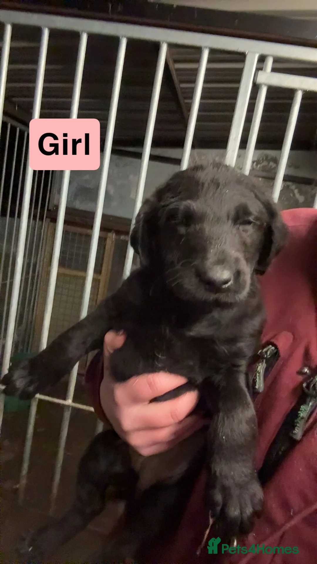 Labradoodle dogs for sale: Labradoodle pups  - Advert 4