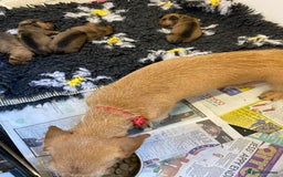 Miniature Dachshund dogs for sale: Miniature Wirehaired Dachshund  - Image 3