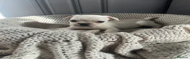 French Bulldog 3
