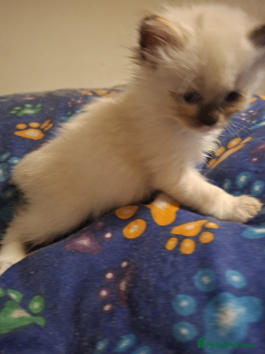 Ragdoll cats for sale: Beautiful Ragdoll kittens male and Female . - Advert 5