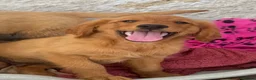 Golden Retriever dogs for sale: KC Healthy Golden Retriever Puppies - Advert 12