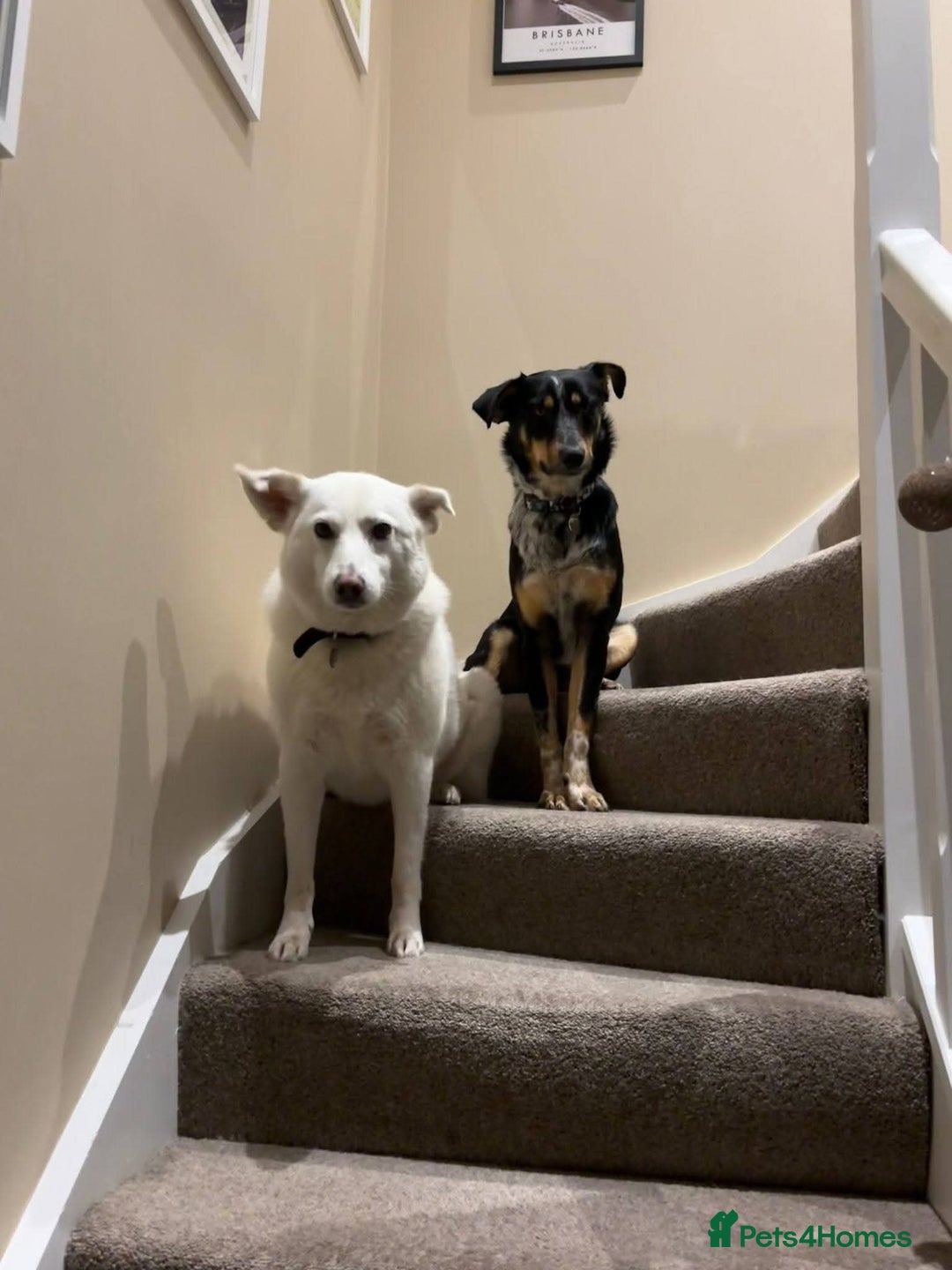 Mixed Breed dogs for adoption: Meet Dave,  currently residing in Aberdeen - Advert 6