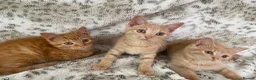 Mixed Breed cats for sale: Fluffy cream ginger girls  mixed with BSH kittens  - Advert 17