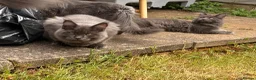 Maine Coon cats for sale: Maine Coon kittens - Advert 23