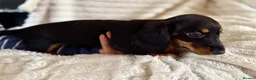 Miniature Dachshund dogs for sale: Miniature dachshund puppies  - Advert 17