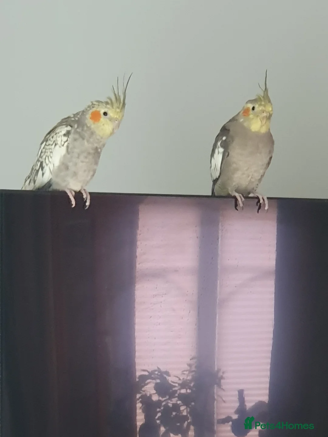 Cockatiels birds for sale: 2 beautiful Cockatiels in Tonbridge - Advert 8
