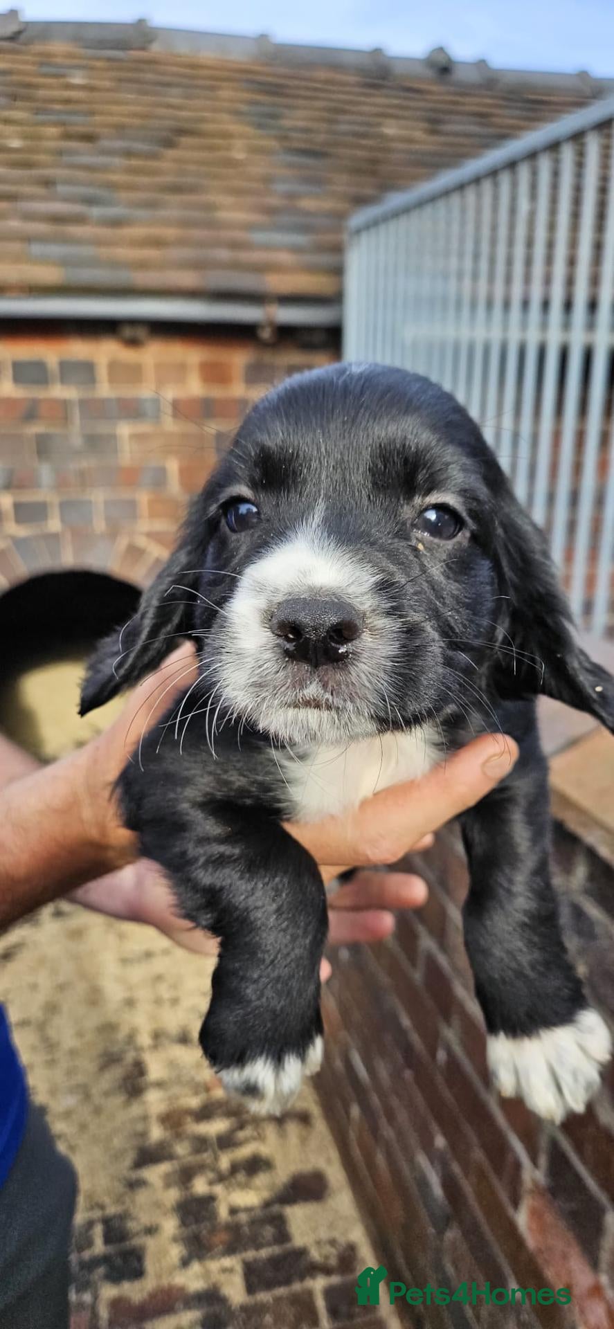 Cocker Spaniel dogs Extremely well bred cocker spaniel puppies - Advert 1
