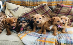 Norfolk Terrier dogs for sale: Stubleywood 3/4 Norfolk puppies - Image 22