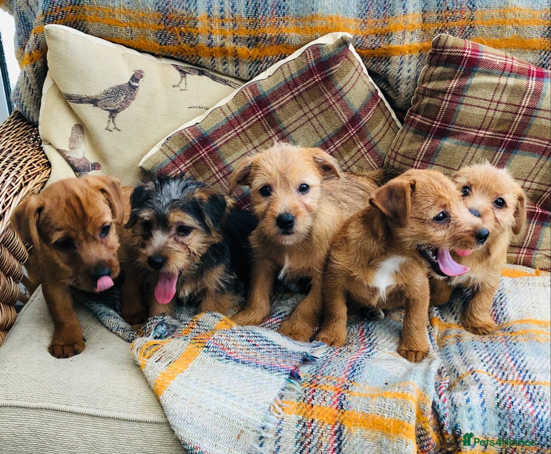 Norfolk Terrier dogs for sale: Stubleywood 3/4 Norfolk puppies - Image 22