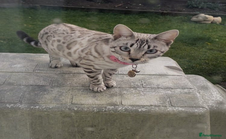 Bengal cats 2 pure bengals HOME needed NOW‼️  - Advert 2