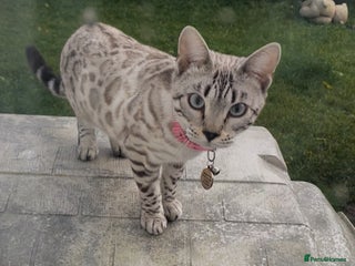 Bengal cats 2 pure bengals HOME needed NOW‼️ - Advert 11