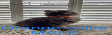 Orange collar Maine Coon Kitten 