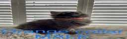 Maine Coon cats for sale: Bundles of fluff,  Maine Coon kittens  - Advert 27