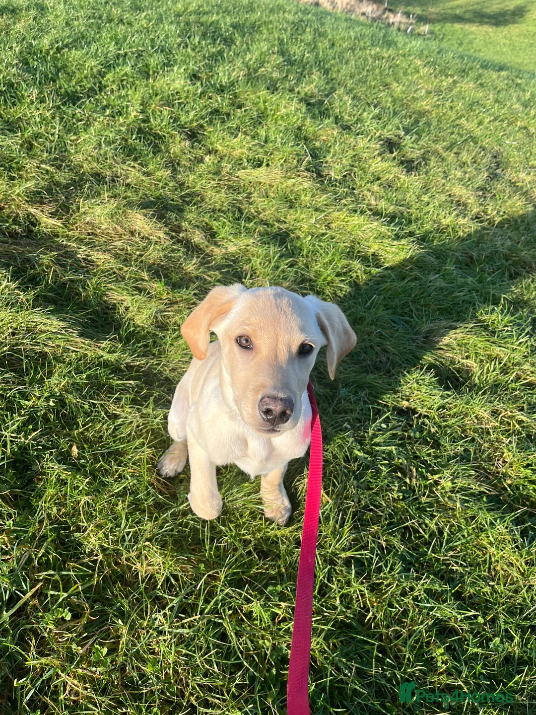 Labrador Retriever dogs for sale: Stunning Labrador pedigree puppies  - Advert 35