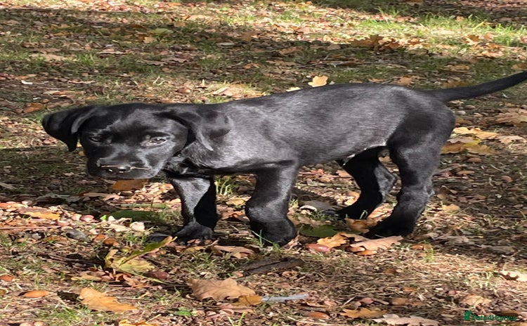 Labrador Retriever dogs - Advert 4