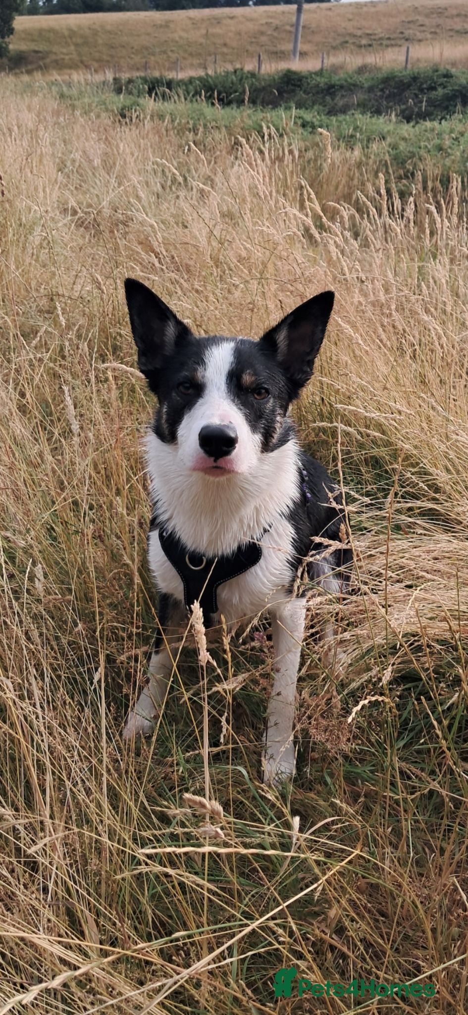 Border Collie dogs Bill for stud - Advert 2