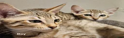 Savannah cats for sale: Stunning F5 SBT Savannah Kittens in Bradford - Advert 12