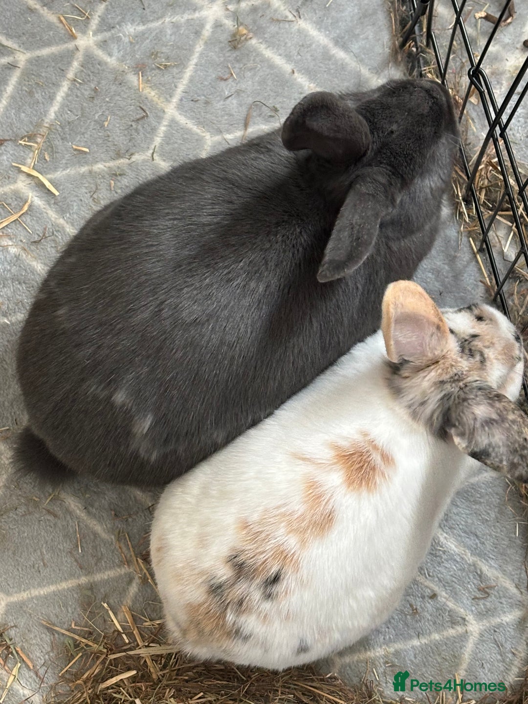 Mixed Breed rabbits for sale: 2 rabbits in need of forever home - Advert 4