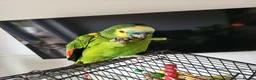 Parrots birds for sale: Blue fronted Amazon 8months - Advert 7