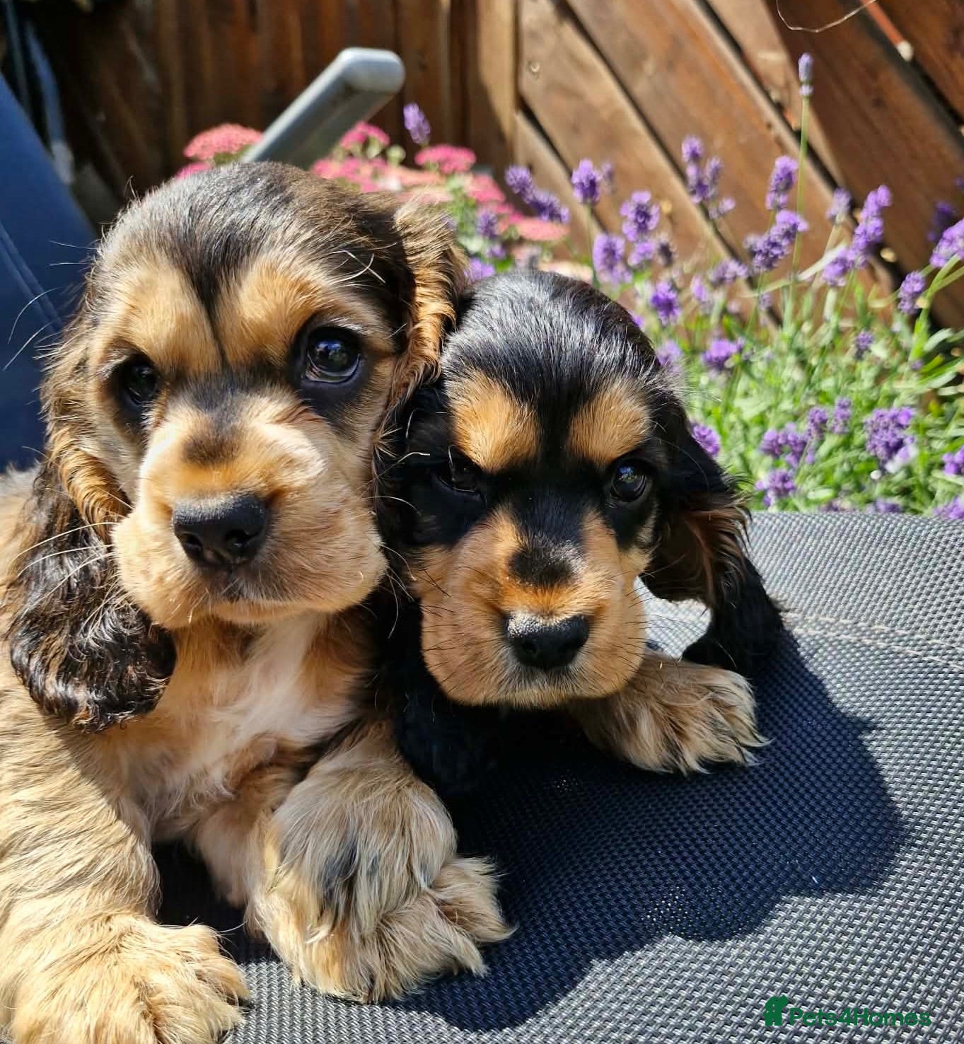 Cocker Spaniel dogs Lovely show Cocker spaniel puppies 🐶  - Advert 4
