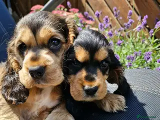 Cocker Spaniel dogs Lovely show Cocker spaniel puppies 🐶 - Advert 4
