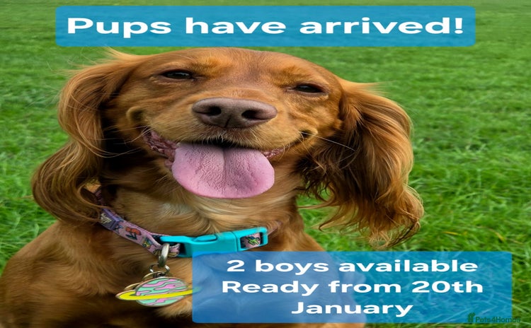 Cocker Spaniel dogs Stunning KC reg red working cocker pups - Advert 7