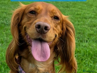 Cocker Spaniel dogs Stunning KC reg red working cocker pups - Advert 10