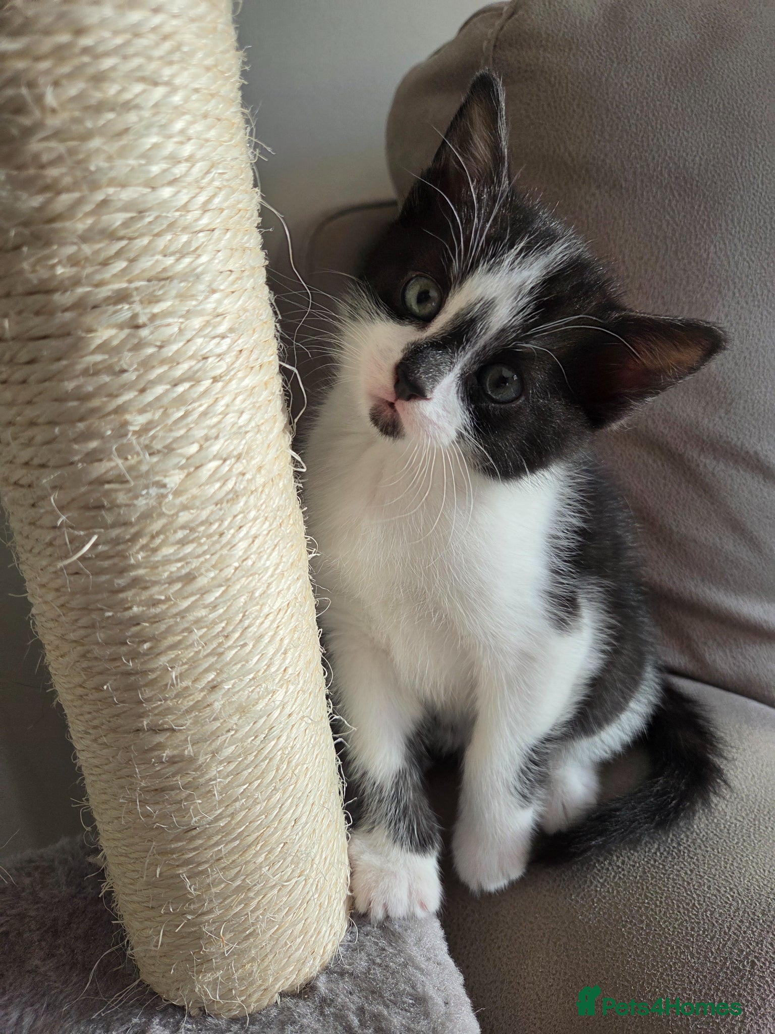 Mixed Breed cats 1 male and 1 female kitten - Advert 11